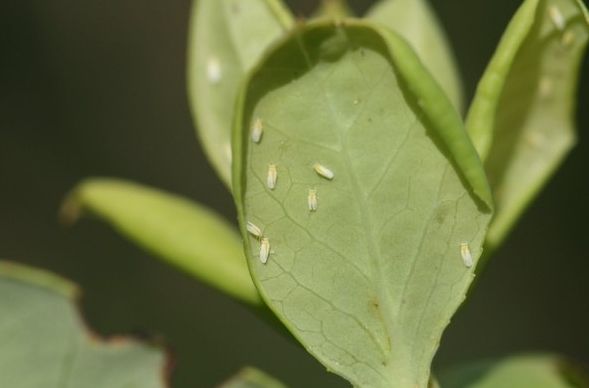 구기자 양분관리, 토양분석 후 정밀 시비가 핵심