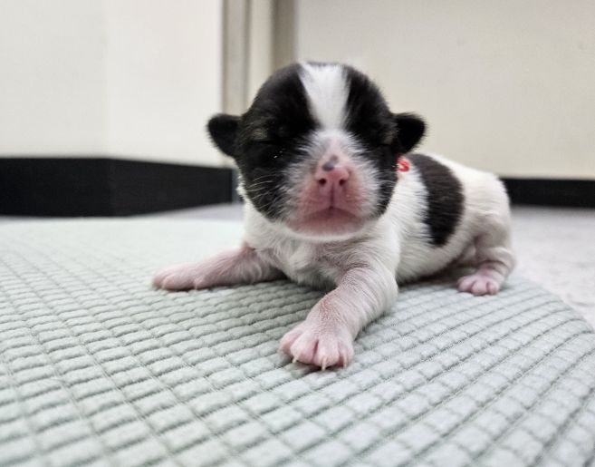 횡성군 반려동물보호센터, 새 생명 탄생 소식