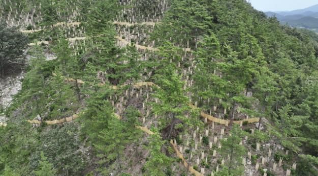 지난해 완도군에서 추진한 _섬 숲 경관 복원 사업_ 대상지인 고금면 청용리 산 전경