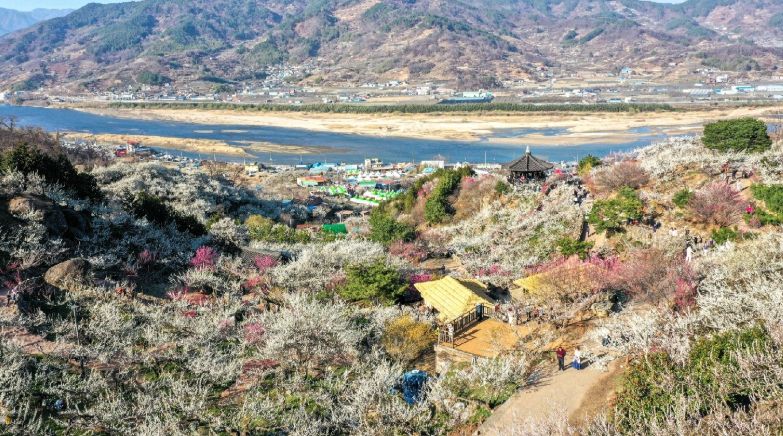 ‘한국관광 100선’ 광양매화마을 탐방 이벤트 운