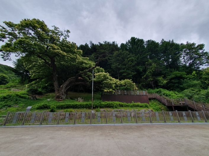 평창 방림면 운교리 밤나무 후계목 육성 사업