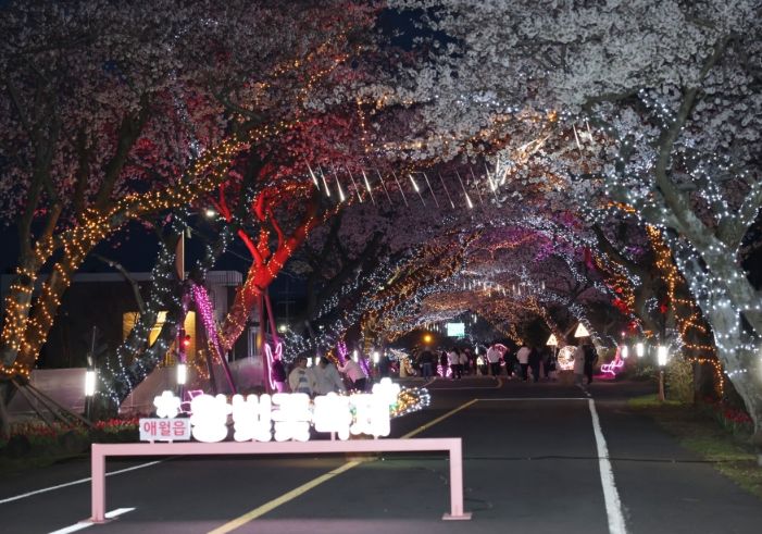 애월읍 왕벚꽃 축제