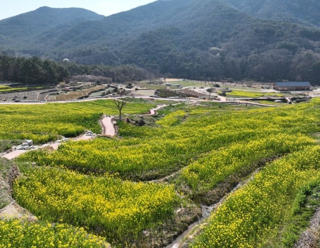 남해군 ‘파라다랑스’유채꽃 개화