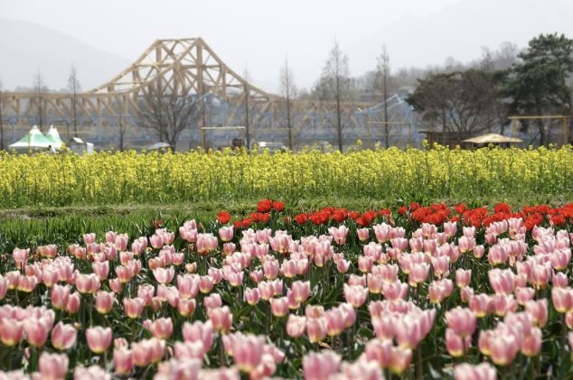 유채꽃이 활짝 핀 지난해 창녕낙동강유채축제장 풍경