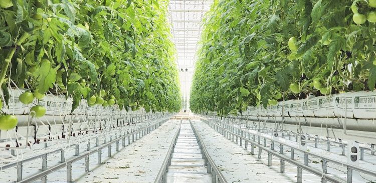 홍천군, 임대형 스마트팜 악조건 속 토마토 첫 출하