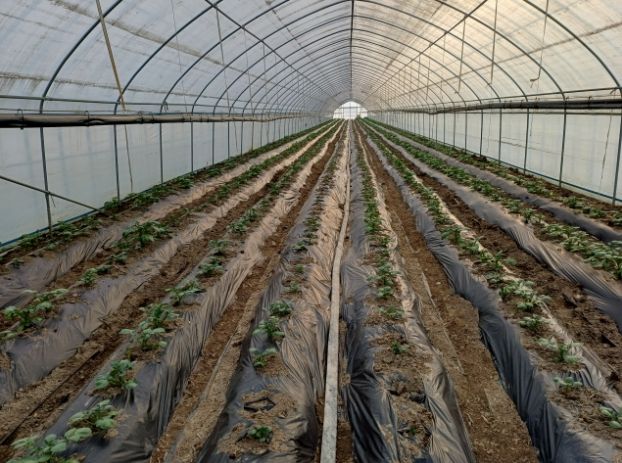 겨울감자 재배시설