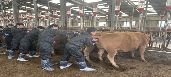 축산역량 강화교육 인공수정 과정에서 교육생들이 실습축을 활용해 실습에 참여하고 있다.
