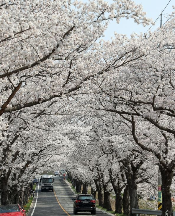 ..전국 러너 맞이 벚꽃마라톤대회 개최