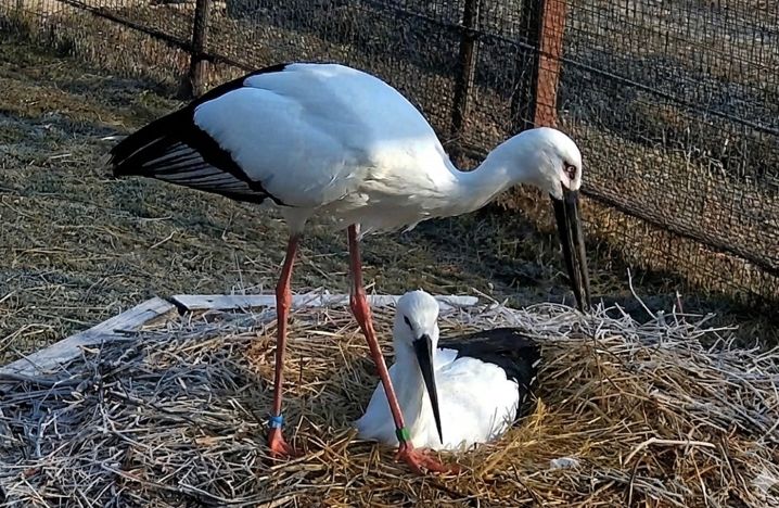 한일 황새 커플 모습