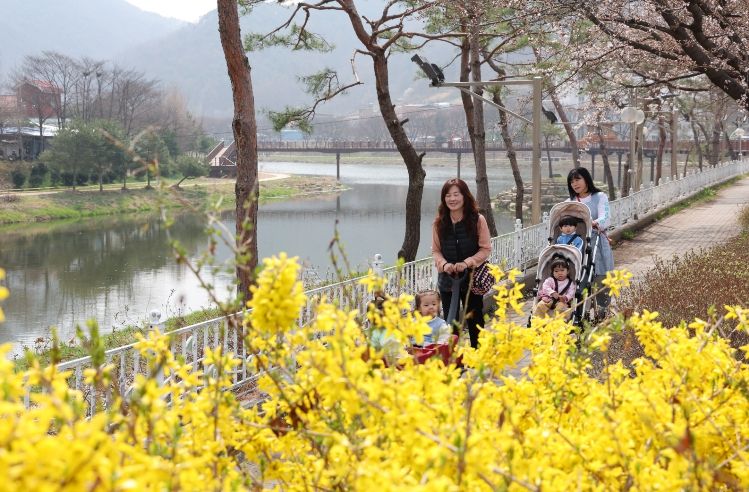 노란 개나리가 만발한 괴산 동진천변 산책로를 따라 가족 단위 나들이객이 산책을 즐기고 있다