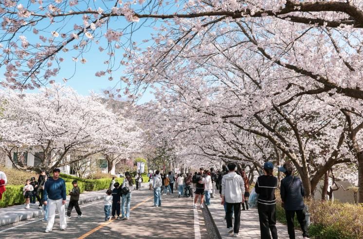영암군, 왕인문화축제 둘째 날 역대급 인파...벚꽃 절정 속 ‘북적’